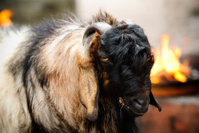 14933827-fiery-goat